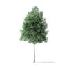 Boxelder Maple Tree 3D Model 4m - Image 5