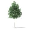 North American Trees 3D Models Collection - Volume 120 - Image 52