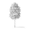 Boxelder Maple Tree 3D Model 5.4m - Image 2