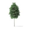 Boxelder Maple Tree 3D Model 5.4m - Image 3