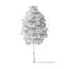 Boxelder Maple Tree 3D Model 5.4m - Image 4