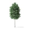 Boxelder Maple Tree 3D Model 5.4m - Image 5