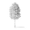 Boxelder Maple Tree 3D Model 5.4m - Image 6