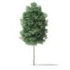 North American Trees 3D Models Collection - Volume 120 - Image 53