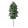North American Trees 3D Models Collection - Volume 120 - Image 54