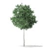 North American Trees 3D Models Collection - Volume 120 - Image 55