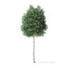 Boxelder Maple Tree 3D Model 7.6m - Image 5