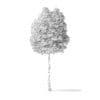 Boxelder Maple Tree 3D Model 7.6m - Image 6