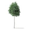 North American Trees 3D Models Collection - Volume 120 - Image 56