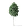 Boxelder Maple Tree 3D Model 8.8m - Image 3
