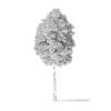 Boxelder Maple Tree 3D Model 8.8m - Image 4