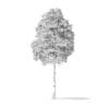 Boxelder Maple Tree 3D Model 8.8m - Image 6