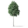 North American Trees 3D Models Collection - Volume 120 - Image 57