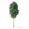 North American Trees 3D Models Collection - Volume 120 - Image 58
