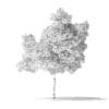 Boxelder Maple Tree 3D Model 5.6m - Image 2