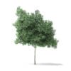 Boxelder Maple Tree 3D Model 5.6m - Image 3
