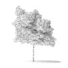 Boxelder Maple Tree 3D Model 5.6m - Image 4