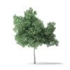 Boxelder Maple Tree 3D Model 5.6m - Image 5