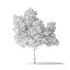 Boxelder Maple Tree 3D Model 5.6m - Image 6