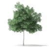 North American Trees 3D Models Collection - Volume 120 - Image 59