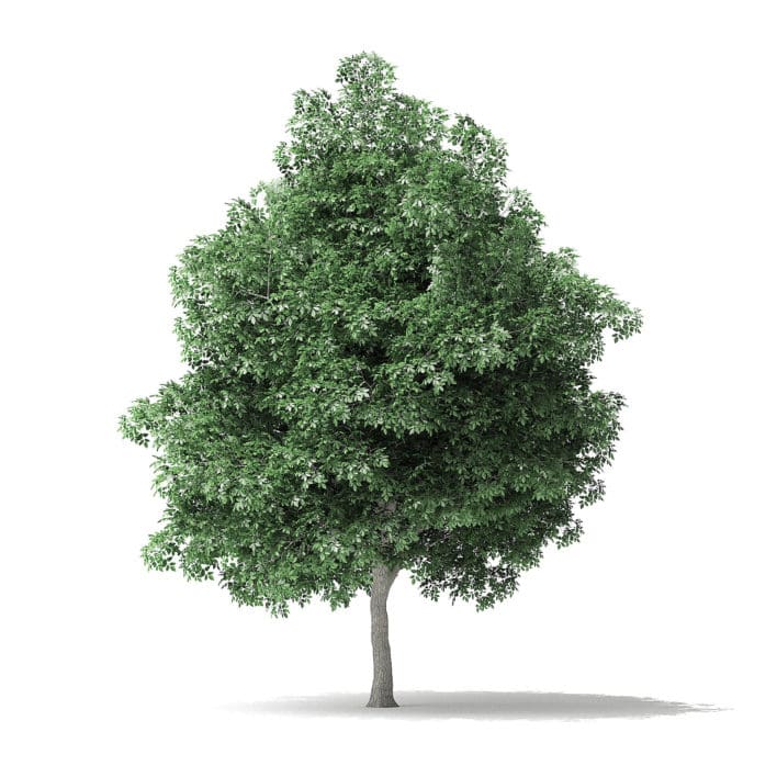 Boxelder Maple Tree 3D Model 8m