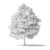 Boxelder Maple Tree 3D Model 8m - Image 2