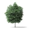Boxelder Maple Tree 3D Model 8m - Image 3