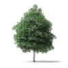 Boxelder Maple Tree 3D Model 8m - Image 5