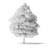 Boxelder Maple Tree 3D Model 8m - Image 6