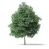 North American Trees 3D Models Collection - Volume 120 - Image 60