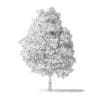 Boxelder Maple Tree 3D Model 11m - Image 2