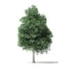 Boxelder Maple Tree 3D Model 11m - Image 3