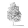 Boxelder Maple Tree 3D Model 11m - Image 4
