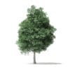 Boxelder Maple Tree 3D Model 11m - Image 5