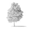 Boxelder Maple Tree 3D Model 11m - Image 6