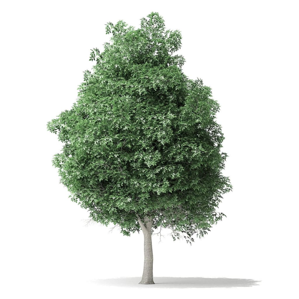 boxelder maple tree free 3d model