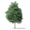 North American Trees 3D Models Collection - Volume 120 - Image 61