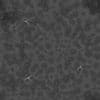 Green Creature Skin PBR Texture - Image 9