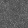 Octopus Skin PBR Texture - Image 5