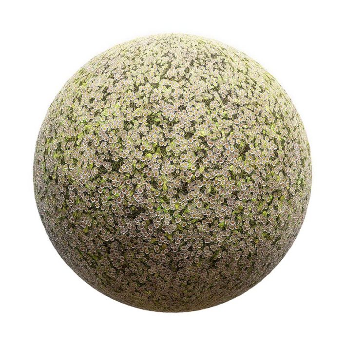 Daisy Field PBR Texture