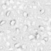 Mud with Large Stones PBR Texture - Image 3