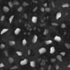 Mud with Large Stones PBR Texture - Image 5
