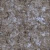 Rough Beige Wall with Snow PBR Texture - Image 2