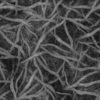 Tree Roots PBR Texture - Image 4