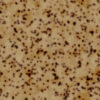 Burnt Old Paper PBR Texture - Image 2