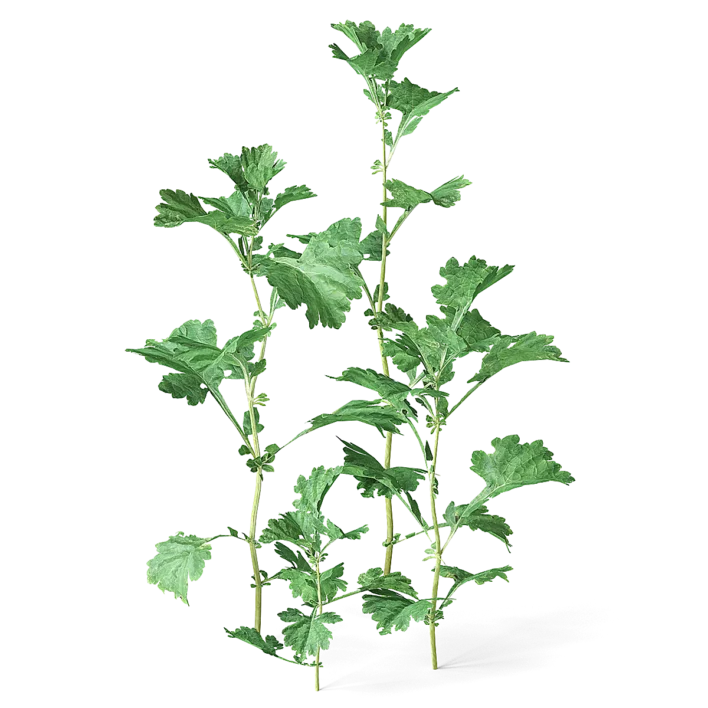 Meadow Plant