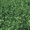 Meadow Plant - Image 3