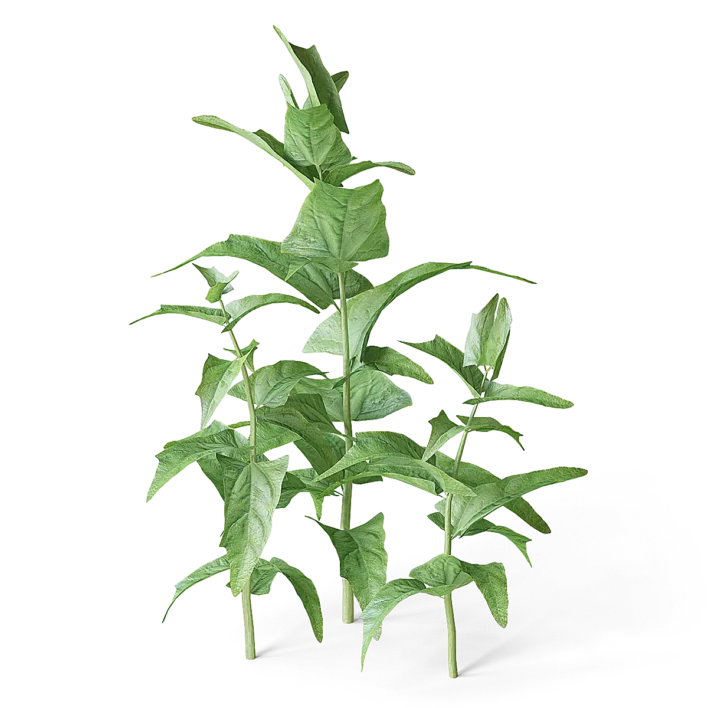Meadow Plant