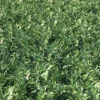 Meadow Plant - Image 3