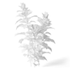 Meadow Plant (Artemisia) - Image 2